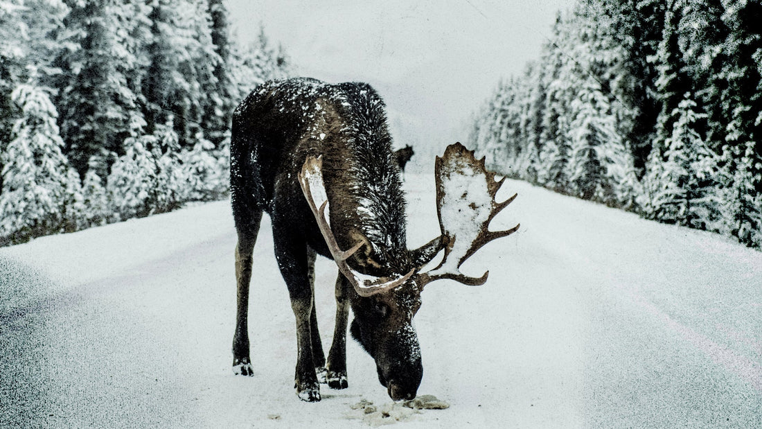 Moose standing on a snow-covered road surrounded by dense pine forest in winter