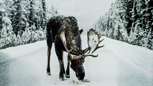 Moose standing on a snow-covered road surrounded by dense pine forest in winter